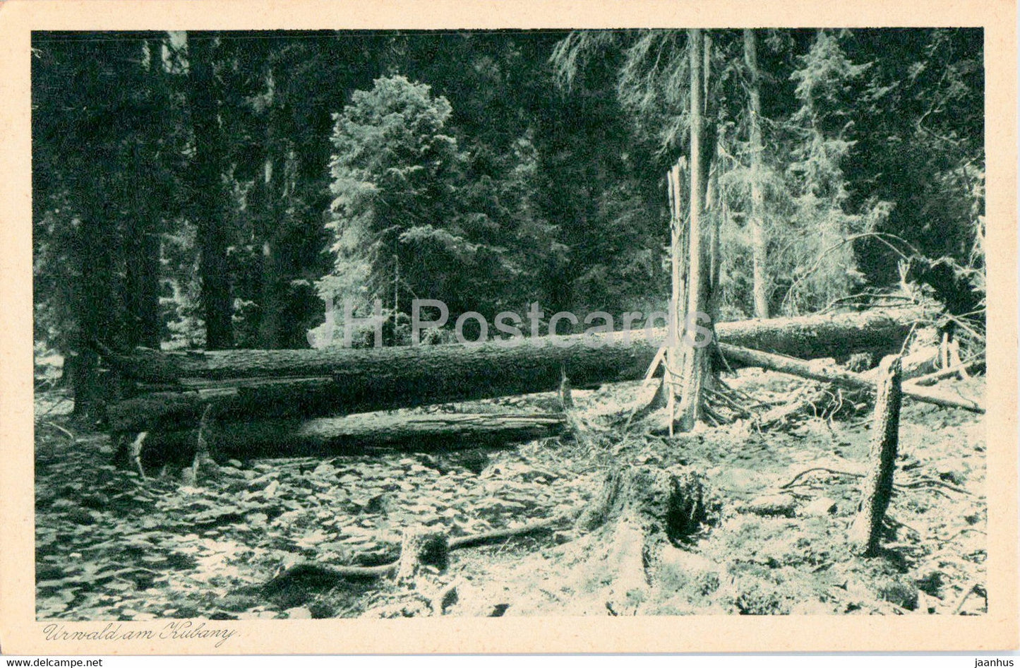 Urwald am Kubany - Bohmerwald - old postcard - Czech Republic - unused - JH Postcards