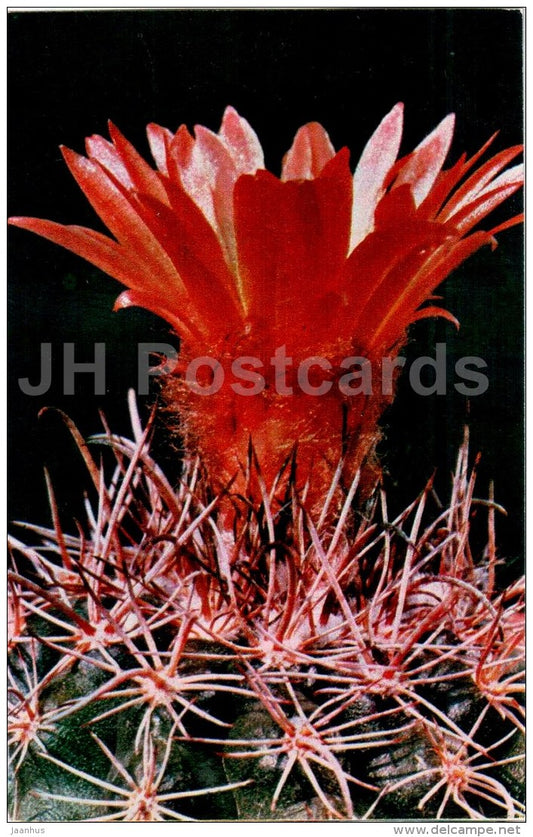Parodia mairanana - cactus - flowers - 1974 - Russia USSR - unused - JH Postcards