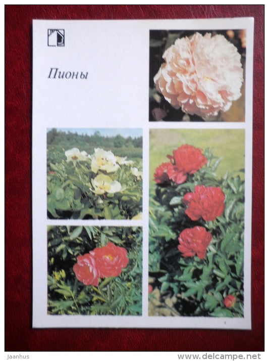 garden peonies - Decorative flowers - 1987 - Russia USSR - unused - JH Postcards
