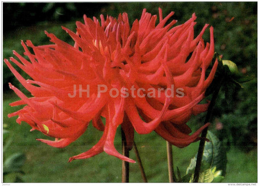 Jean Bart - dahlia - flowers - Slovakia - Czechoslovakia - unused - JH Postcards