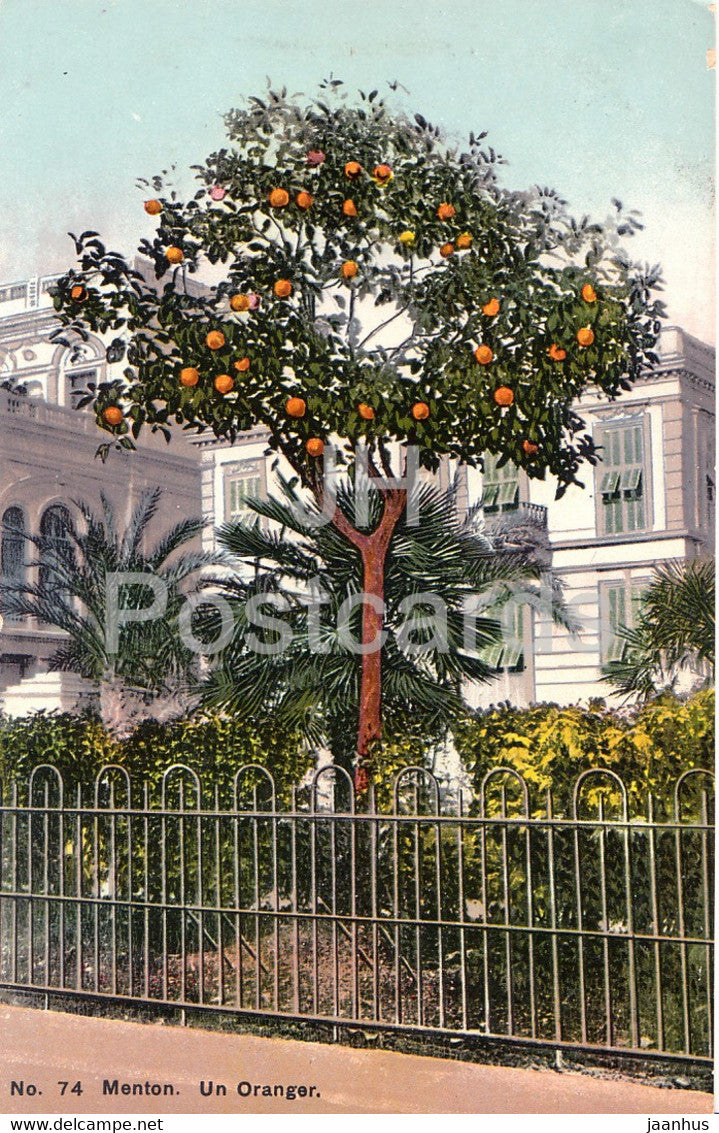 Menton - Un Oranger - 74 - old postcard - France - unused - JH Postcards