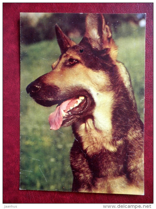 East-European Shepherd - dogs - 1987 - Russia USSR - unused - JH Postcards