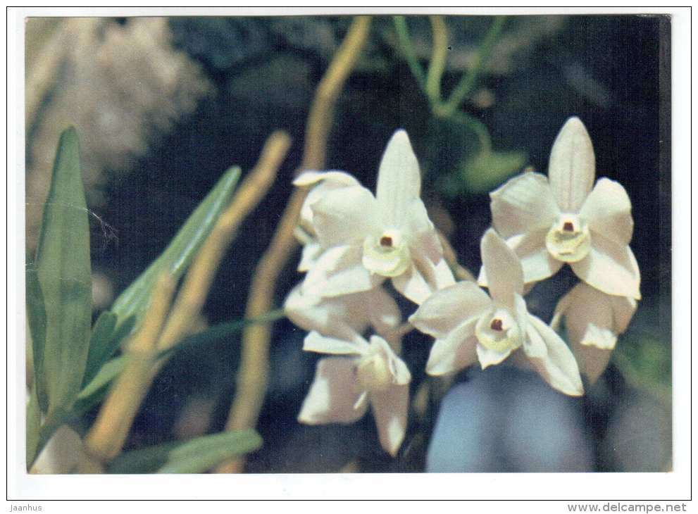 white orchid 2 - flowers - Vietnam - unused - JH Postcards