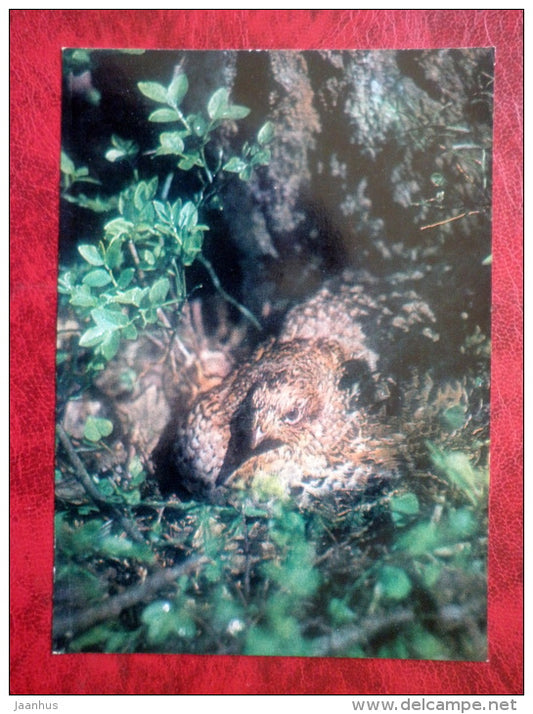 Hazel Grouse - Bonasa bonasia - birds - 1981 - Latvia USSR - unused - JH Postcards