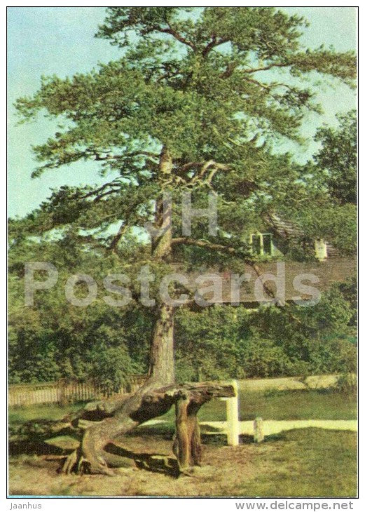 Time-honoured pine-tree at Vosu - Tallinn - 1970 - Estonia USSR - unused - JH Postcards