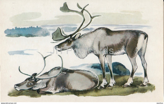 Reindeer - Rangifer tarandus - illustration - Polar Animals - 1972 - Russia USSR - unused - JH Postcards