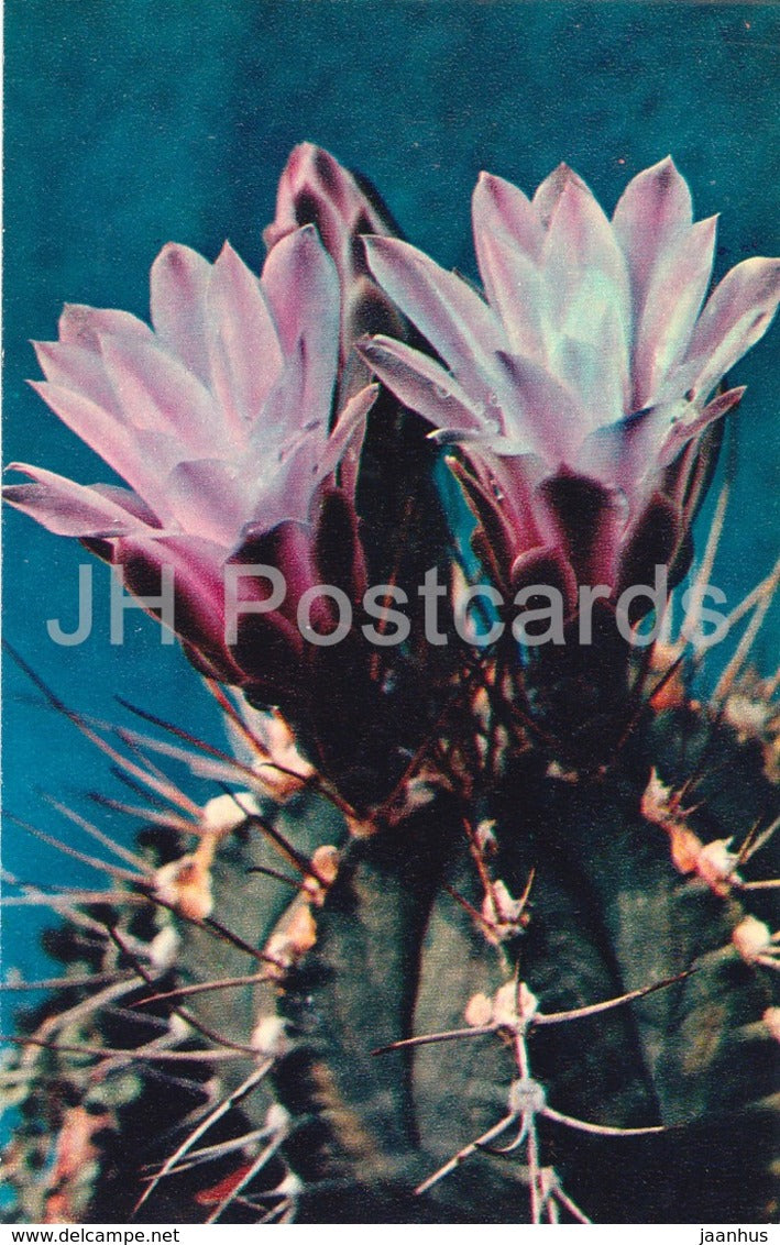 Moon Cactus - Gymnocalycium mihanovichii - Cactus - Flowers - 1972 - Russia USSR - unused - JH Postcards