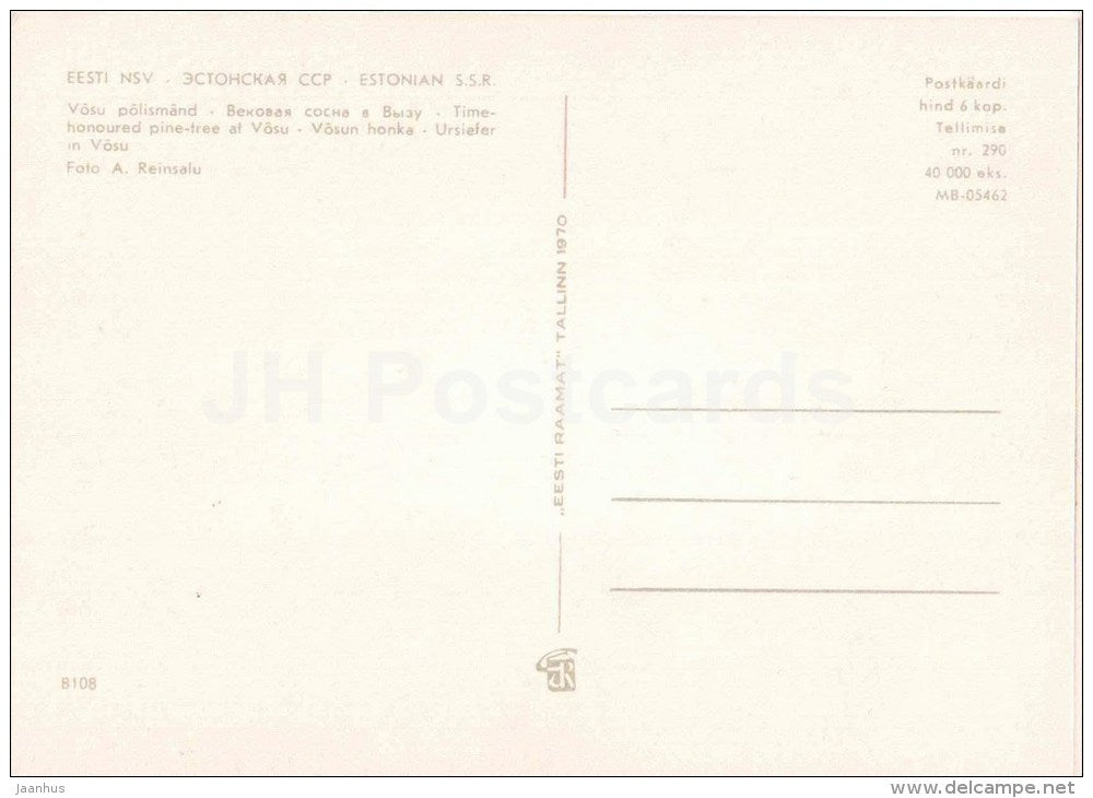 Time-honoured pine-tree at Vosu - Tallinn - 1970 - Estonia USSR - unused - JH Postcards