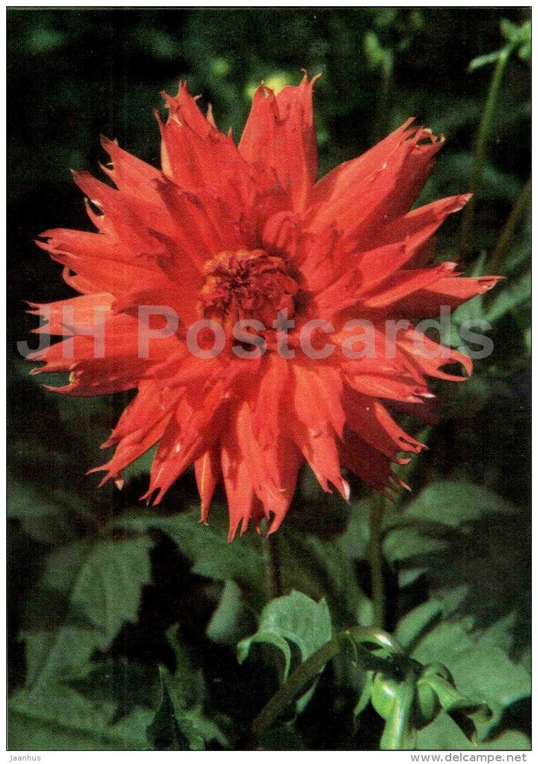 Noblesse - dahlia - flowers - Slovakia - Czechoslovakia - unused - JH Postcards