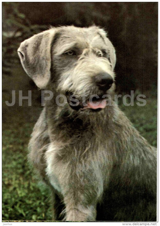 Slovak Rough-haired Pointer - dog - Russia USSR - unused - JH Postcards