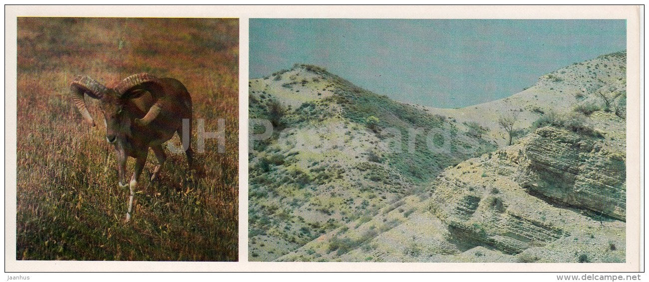Argali - Kopet Dagh Nature Reserve - 1985 - Turkmenistan USSR - unused - JH Postcards