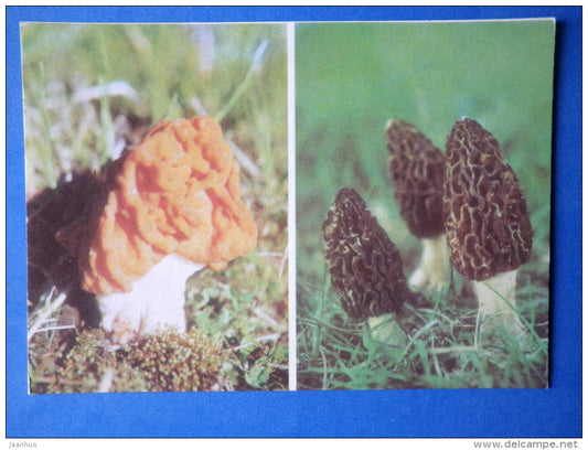 Black Morel - Morchella conica - Snow Morel - Gyromitra gigas - mushrooms - 1976 - Estonia USSR - unused - JH Postcards