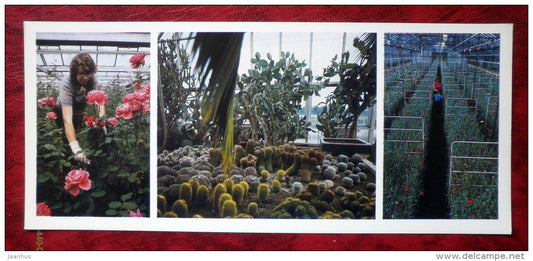 Kirov collective farm - floriculture - roses - cactus - flowers - 1986 - Estonia - USSR - unused - JH Postcards