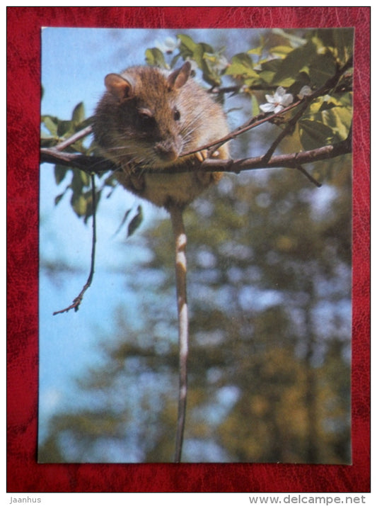 Turkestan rat - Rattus Turkestanicus - animals - Tallinn Zoo - 1989 - Estonia - USSR - unused - JH Postcards