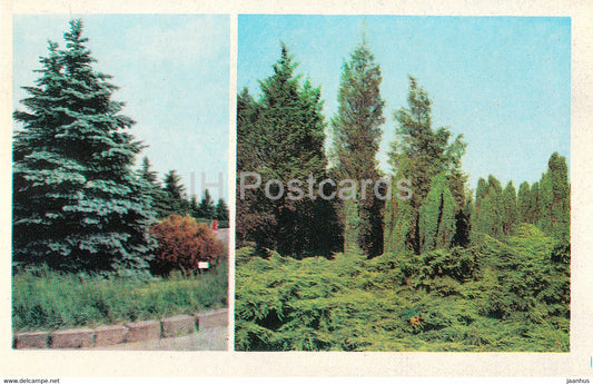 Central State Botanical Garden of Ukraine SSR - Blue spruce - Picea pungens - Conifers - 1978 - Ukraine USSR - unused - JH Postcards