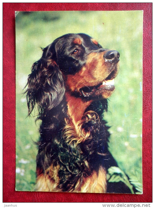 Gordon Setter - dogs - 1987 - Russia USSR - unused - JH Postcards