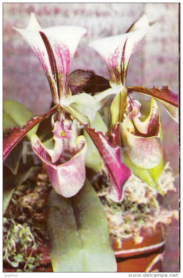Paphiopedilum lathaianum - flowers - Orchid - Russia USSR - 1981 - unused - JH Postcards