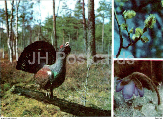 Western capercaillie - Tetrao urogallus - Hepatica nobilis - birds - plants - 1977 - Estonia USSR - unused - JH Postcards
