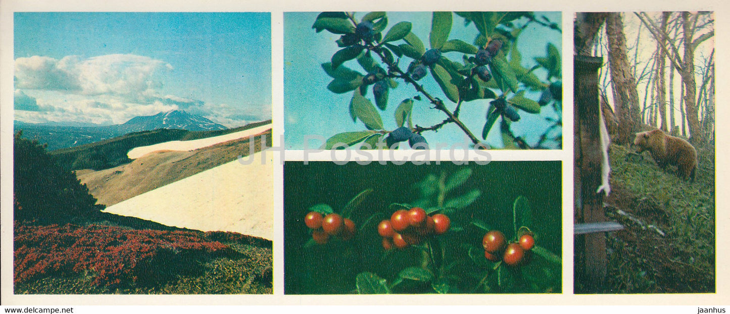 Kronotsky Nature Reserve - bear - cowberry - blueberry - 1981 - Russia USSR - unused - JH Postcards