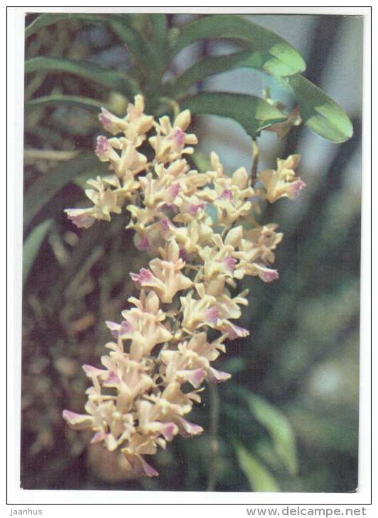 yellow orchid 1 - flowers - Vietnam - unused - JH Postcards