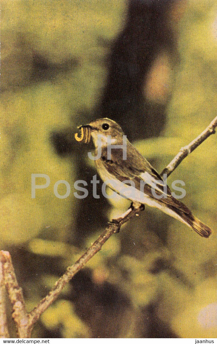 European pied flycatcher - Ficedula hypoleuca - birds - 1968 - Russia USSR - unused - JH Postcards