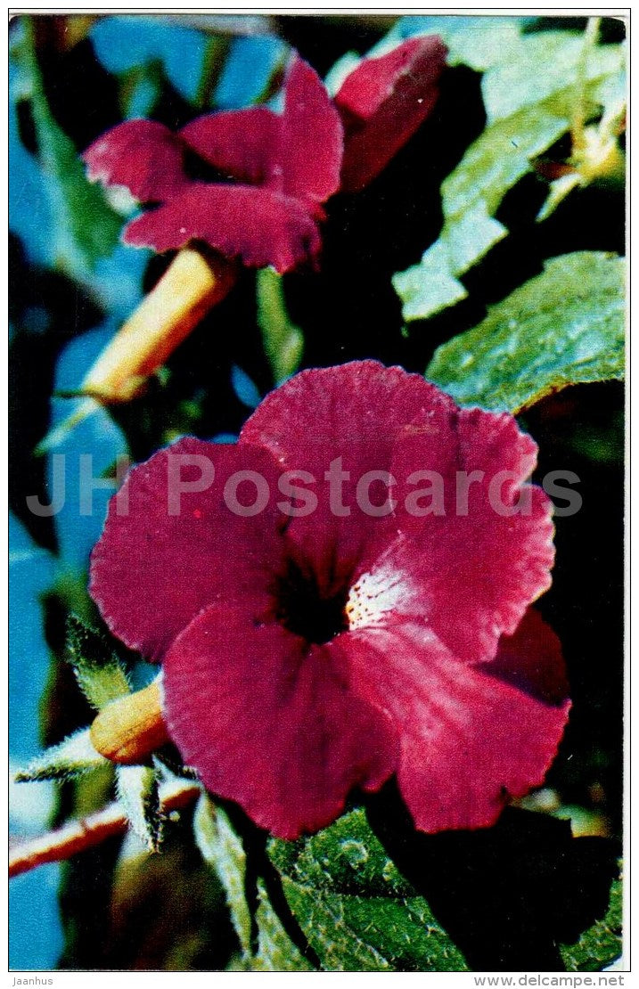 Achimenes - flowers - 1974 - Russia USSR - unused - JH Postcards