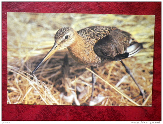 Black-tailed Godwit - Limosa limosa - birds - 1988 - Russia - USSR - unused - JH Postcards