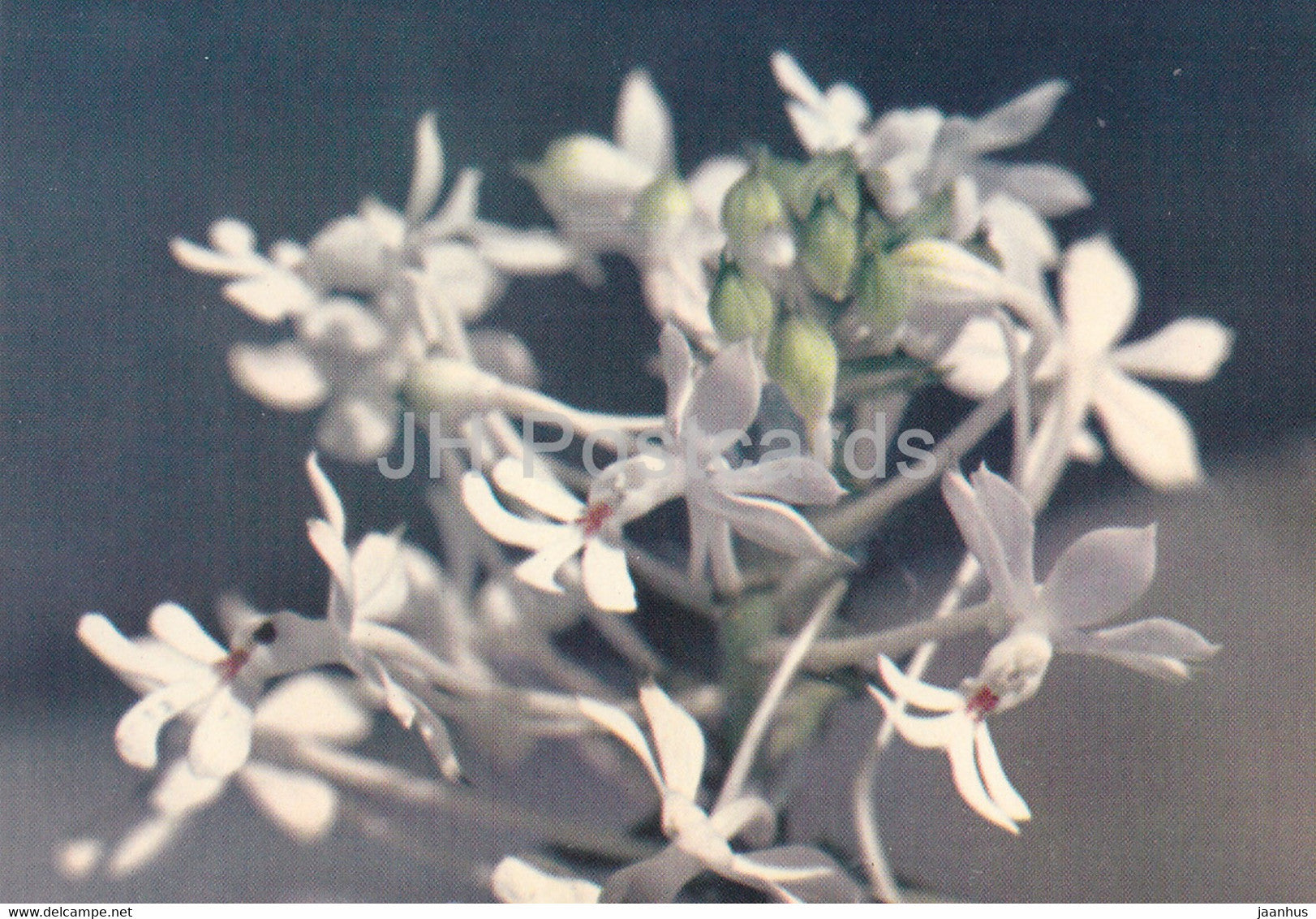Orchid - Phong Lan - white - flowers - Vietnam - unused - JH Postcards