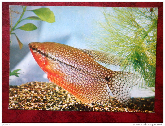 Pearl gourami - Trichogaster leeri - aquarium fish - 1980 - Russia USSR - unused - JH Postcards