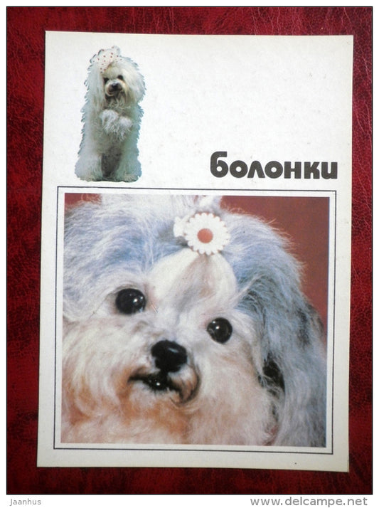 Bolonka - dogs - 1991 - Russia - USSR - unused - JH Postcards