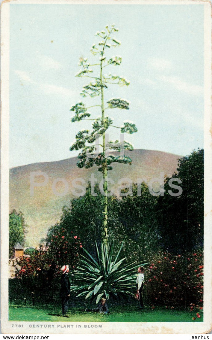 Century Plant in Bloom - Fred Harvey - 7781 - old postcard - USA - unused - JH Postcards