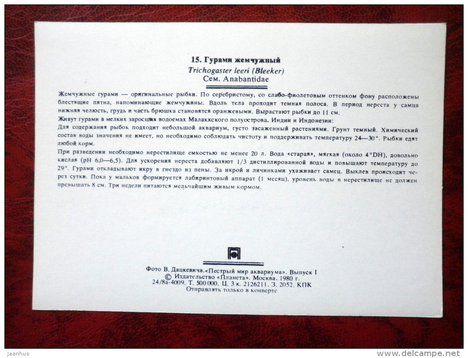 Pearl gourami - Trichogaster leeri - aquarium fish - 1980 - Russia USSR - unused - JH Postcards