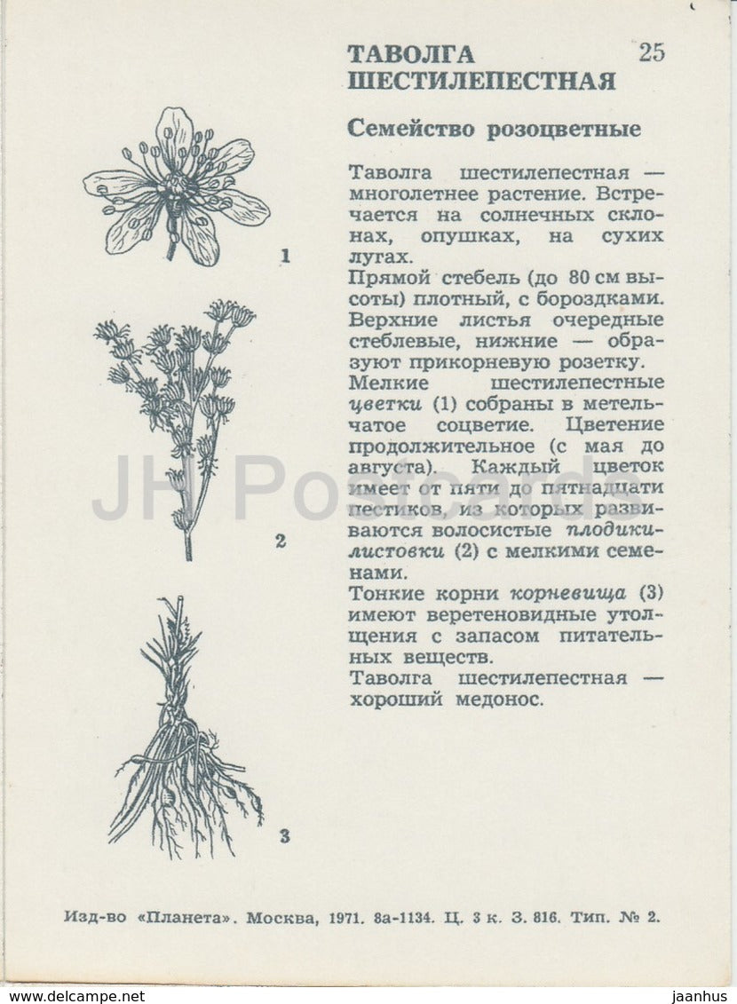 Filipendula - Wild Flowers - 1971 - Russia USSR - unused