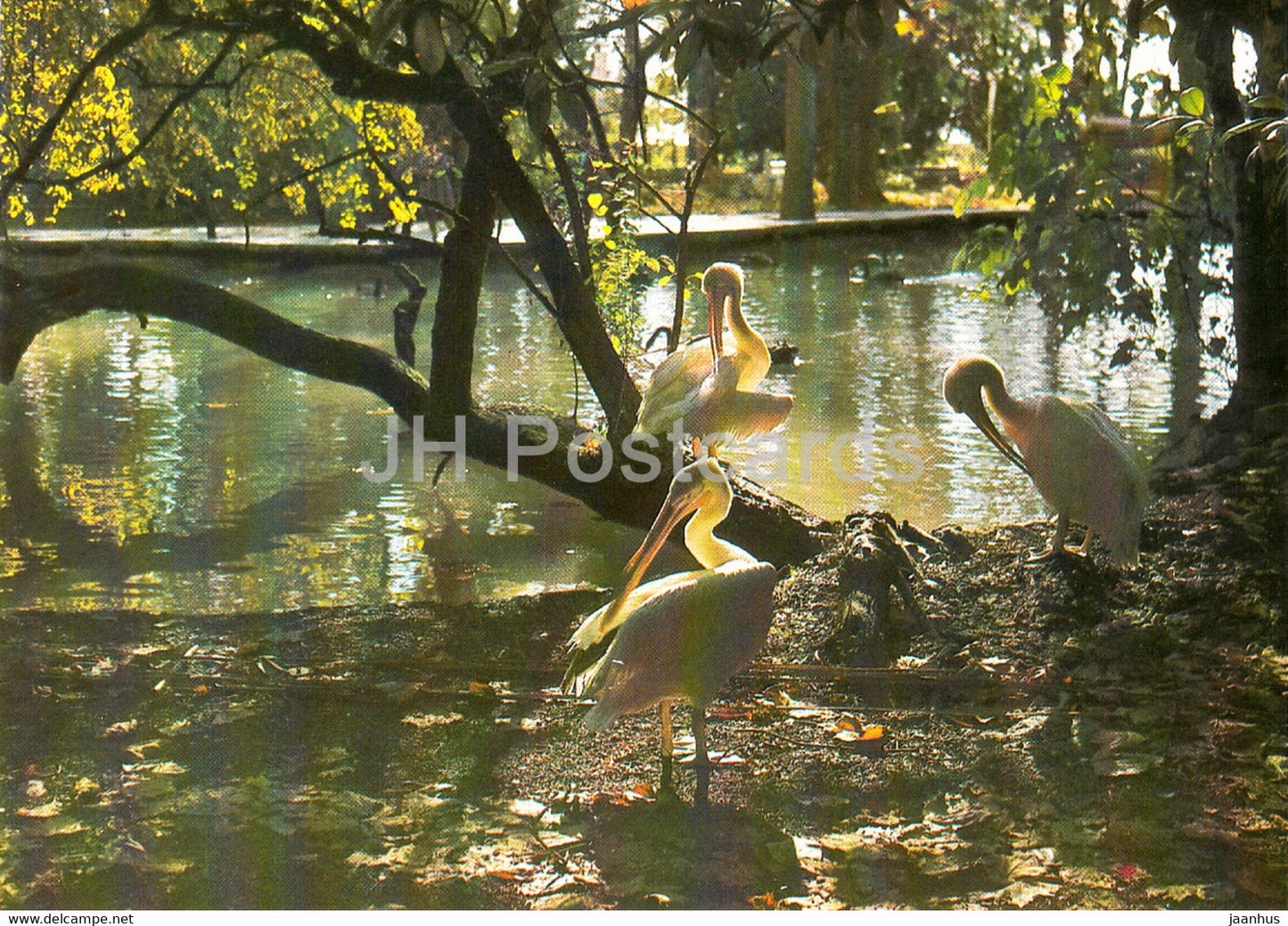 Gagra - park - birds - 1983 - Russia USSR - unused - JH Postcards