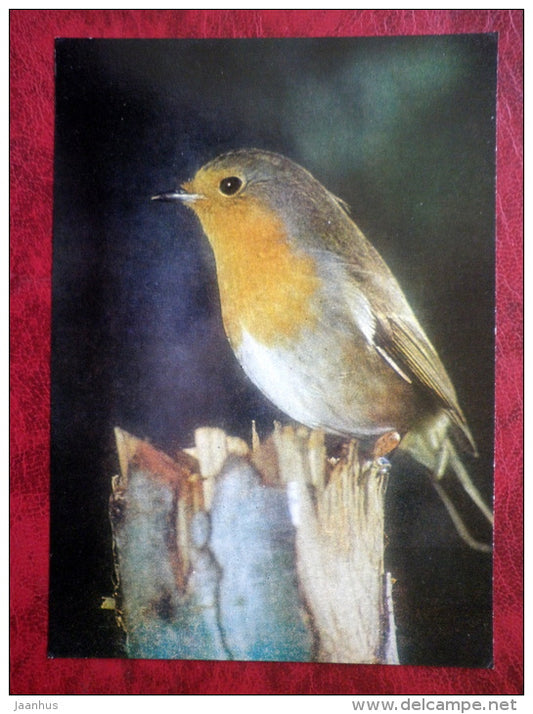 European Robin - Erithacus rubecula - birds - 1981 - Latvia USSR - unused - JH Postcards