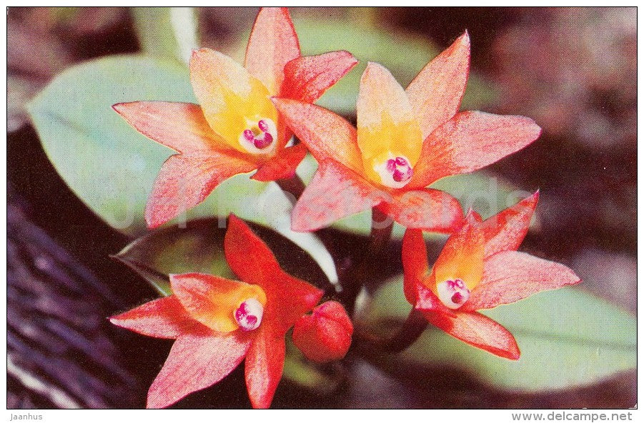 Nodding Sophronitis , Cattleya cernua - flowers - Orchid - Russia USSR - 1981 - unused - JH Postcards