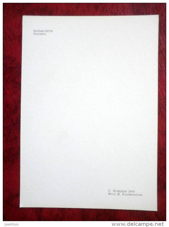 European Robin - Erithacus rubecula - birds - 1981 - Latvia USSR - unused - JH Postcards