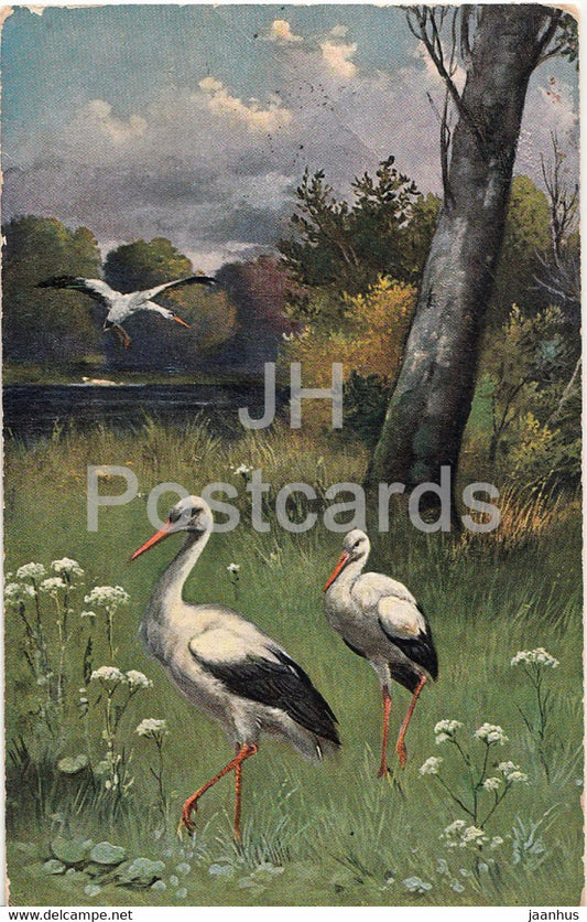 Storche - stork - bird - illustration - old postcard - 1914 - Germany - used - JH Postcards