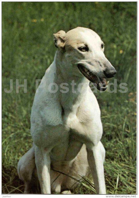 Greyhound - dog - Russia USSR - unused - JH Postcards