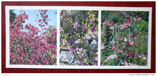 Clematis jackmanii - Bougainvillea glabra Choisy - flowers - Nikitsky Botanical Garden - 1982 - Ukraine USSR - unused - JH Postcards