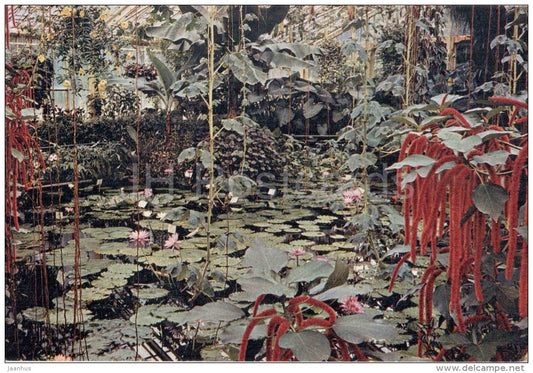 Water Lily House - Acalypha hispida - Royal Botanic Gardens - Kew - England - United Kingdom - unused - JH Postcards