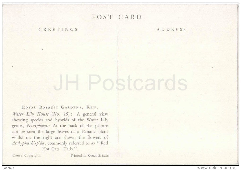 Water Lily House - Acalypha hispida - Royal Botanic Gardens - Kew - England - United Kingdom - unused - JH Postcards