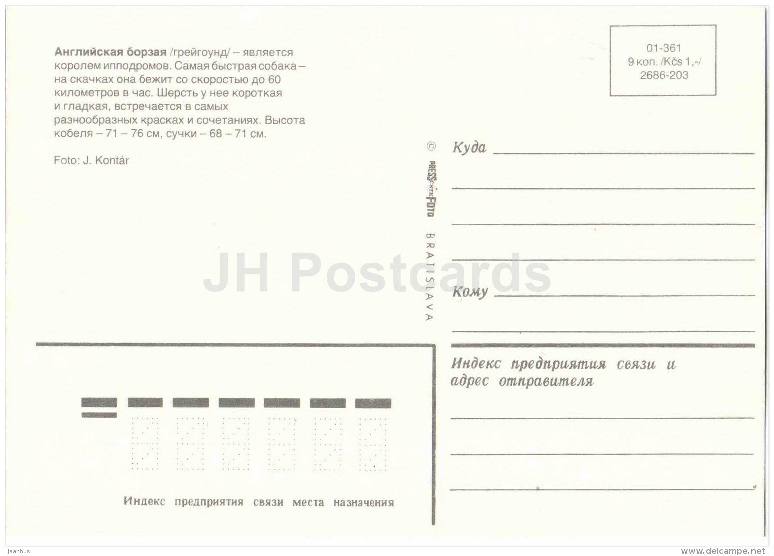 Greyhound - dog - Russia USSR - unused - JH Postcards