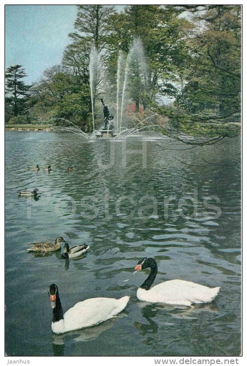 Palm House Pond - Black-Necked Swans - fountain - Royal Botanic Gardens - Kew - England - United Kingdom - unused - JH Postcards
