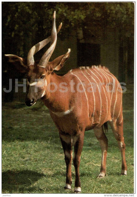 Sitatunga - antelope - Tragelaphus spekii - animal - Zoo Animals - Czehoslovakia - unused - JH Postcards