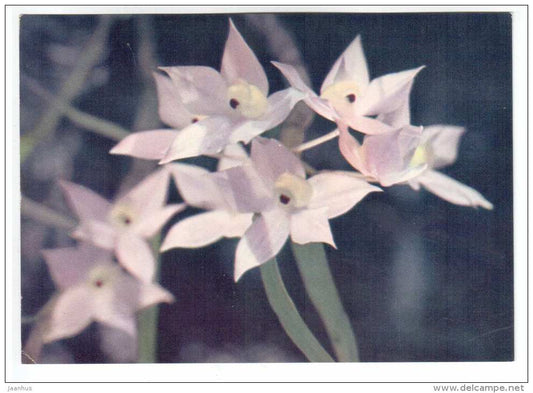 pink orchid - flowers - Vietnam - unused - JH Postcards