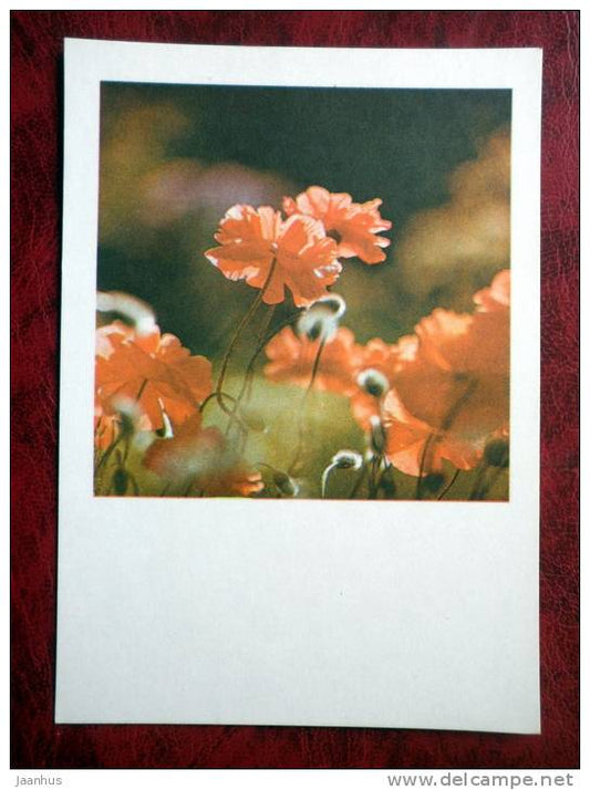 Poppy - flowers - 1981 - Estonia - USSR - unused - JH Postcards