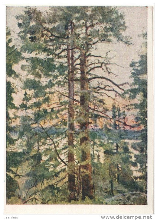 painting by V. Rozhdestvensky - White Night on the Purnemskoe Lake - pine trees - russian art - unused - JH Postcards