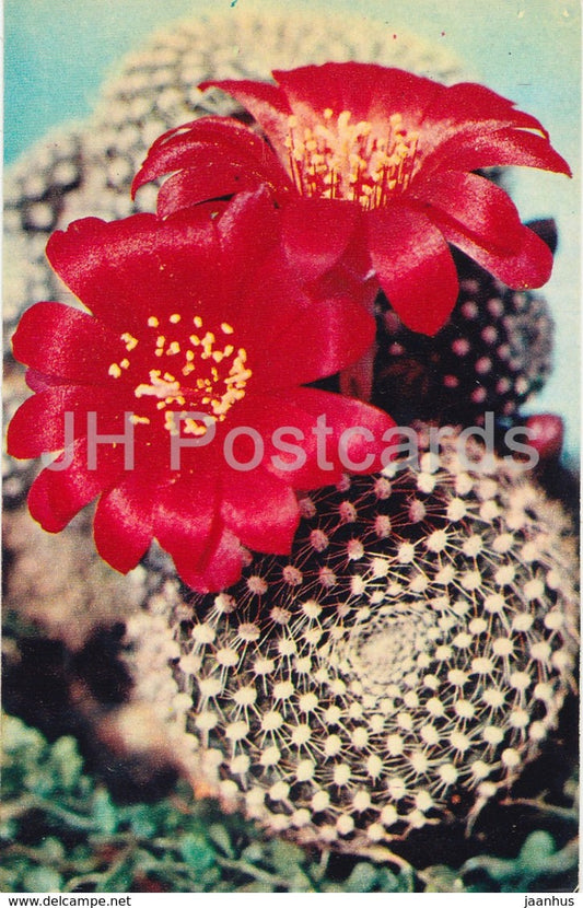 Rebutia krainziana - Cactus - Flowers - 1972 - Russia USSR - unused - JH Postcards