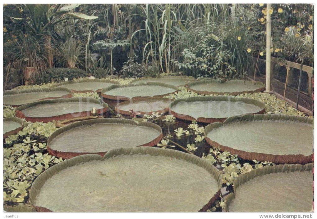 The Great Amazon Water Lily - Royal Botanic Gardens - Kew - England - United Kingdom - unused - JH Postcards